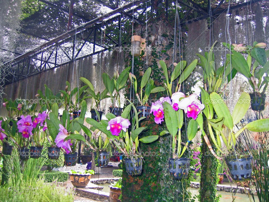 Orquídeas pendentes ficam penduradas