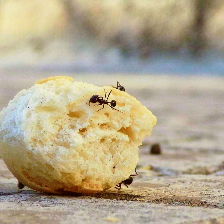 como se livrar de cupins traças e formigas