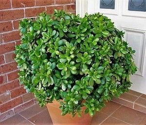 plantas jade