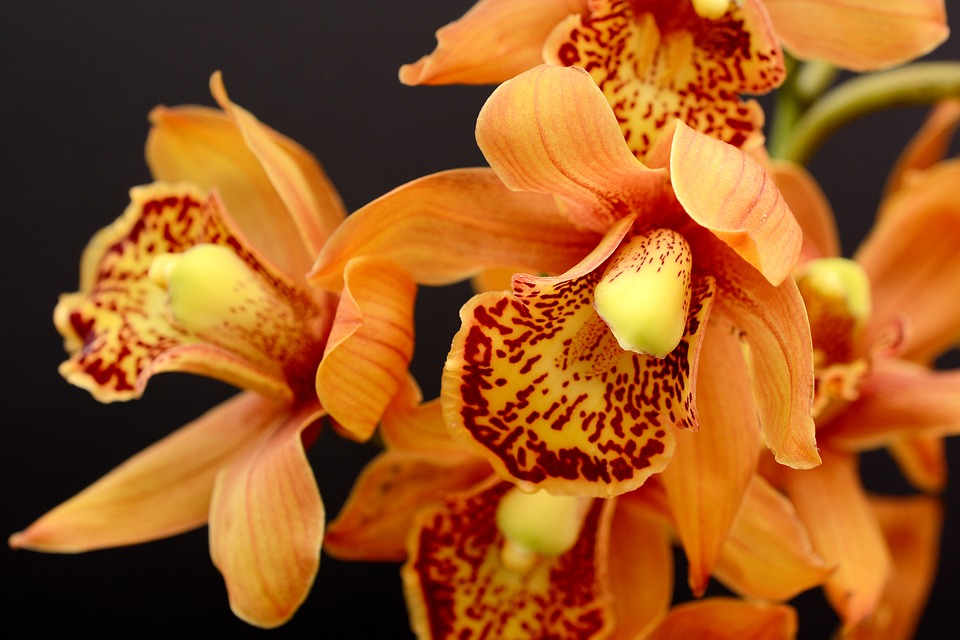 como plantar orquídeas