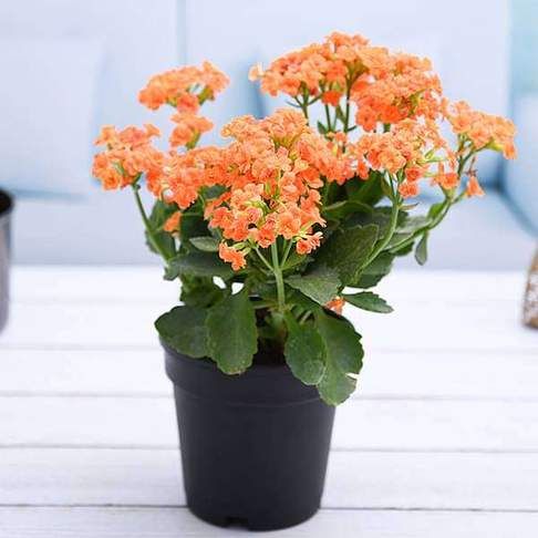 Flor Kalanchoe - Como cuidar? Precisa regar? Qual melhor adubo?