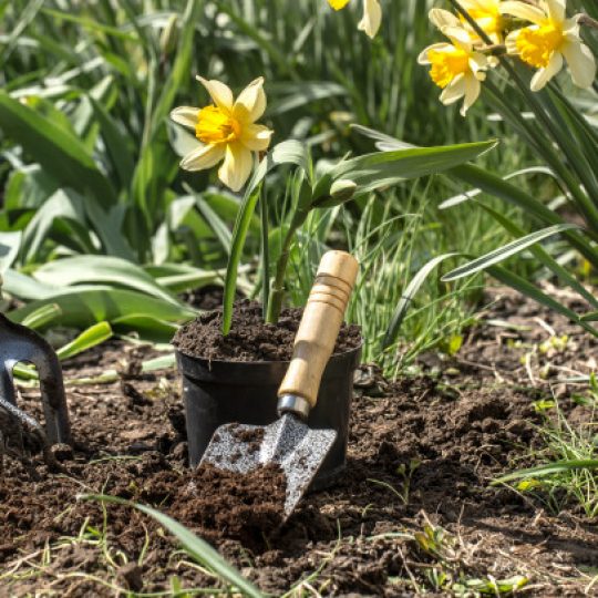 Canteiro para flores em casa