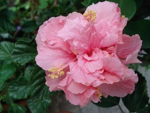 Flor Hibisco: Como Cuidar da Hibisco - Passo a Passo