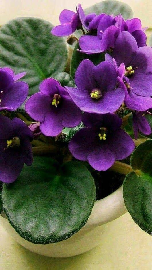 flor violeta