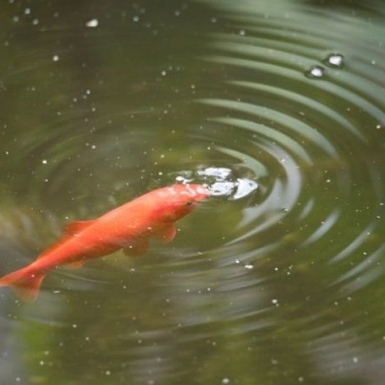 como fazer um lago artificial