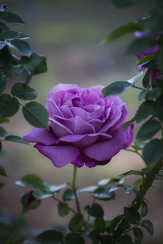 rosa lilás