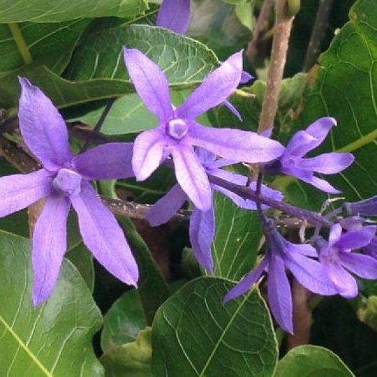 flor de viúva